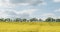 Blooming large yellow rapeseed field. Canola flowers bloom