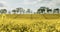 Blooming large yellow rapeseed field. Canola flowers bloom