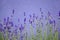Blooming lavender on the background of a purple wall. Perfume ingredient, aromatherapy