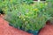 Blooming lavender, calendula and sunflower grow in the garden.