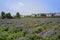 Blooming lavender farmland in sunny summer