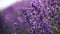 Blooming lavender field. Beautiful purple flowers. Regional organic cultivation.