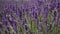 Blooming lavender field. Beautiful purple lavender flowers on a summer day