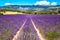 Blooming lavender field. France, Provence