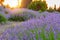 Blooming lavender field on Hvar island