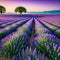 A blooming lavender field during the spring