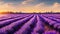 blooming lavender field at sunset