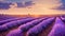 blooming lavender field at sunset