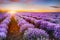 Blooming lavender field under the red colors of the summer sunse