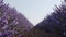 Blooming lavender fields with blue lavender flowers in summer Spain.