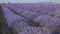 Blooming lavender fields with blue lavender flowers in summer Spain.