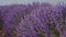 Blooming lavender fields with blue lavender flowers in summer Spain.