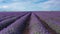 Blooming lavender fields with blue lavender flowers in summer Spain.