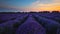 Blooming lavender flower field and beautiful sunset