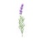 Blooming lavender flower. French lavendar, floral plant with blossomed lavanda. Provence lavandula. Violet purple