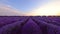 Blooming lavender flowers field and sunset sky