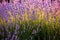 Blooming Lavender Flowers in a Provence Field Under Sunset light in France