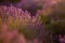 Blooming Lavender Flowers in a Provence Field Under Sunset light in France