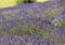 The blooming lavender flowers in Provence, near Sault,