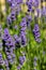 The blooming lavender flowers in Provence, near Sault,