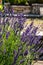 The blooming lavender flowers in Provence, near Sault,