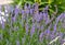 The blooming lavender flowers in Provence, near Sault, France.