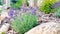 Blooming lavender in the garden. Lavender in Mediterranean style garden landscaping. Raw materials for the production of essential