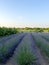 Blooming lavender plantation with rows plants