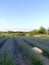 Blooming lavender plantation with rows plants and straw between its