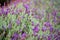 Blooming lavender plants at the Alii Kula Lavender Farm on Maui