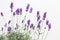 Blooming lavender at Provence interior.