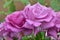 Blooming lavender roses Angel Face on the bush in rose garden