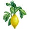 Blooming lemon branches on isolated white background, watercolor illustration, lemon fruit