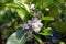 Blooming lemon tree (lat. - citrus limon) with fragrant white flowers