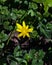 Blooming lesser celandine Ficaria verna or Ranunculus ficaria, close-up, selective focus, shallow DOF