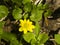 Blooming lesser celandine, Ficaria verna, Ranunculus ficaria, close-up, shallow DOF, selective focus