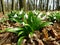 Blooming Leucojum flowers, PoznaÅ„, Poland