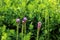 Blooming Liatris flowers in front of False Blue Indigo plants in the summer