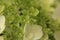 Blooming Light Green and Hydrangea in June