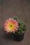 Blooming light multicolour flower of lobevia cactus.