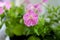 Blooming light pink petunia in spring day. Window sill with flowers of fuchsia in pots. Seedlings in plastic boxes on the