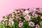 Blooming of light pink potted mums or chrysanthemum morifolium against pastel pink background. Blank for greeting card disign.