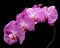 Blooming light purple Phalaenopsis inflorescence with stem isolated on black background. Studio close-up shot.