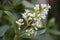 Blooming Ligustrum Vulgare