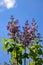 Blooming lilac against the blue sky. Clear spring day.