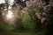 Blooming lilac against sun in spring