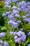 Blooming lilac Ageratum