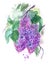 Blooming lilac branch, expressive watercolor