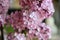 Blooming lilac branches close-up. magic five petals will fulfill any desire. Garden lilac.