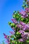 Blooming lilac bush on a background of blue clear sky on a sunny day